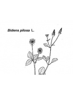 Chá de Picão Preto - Bidens pilosa L.