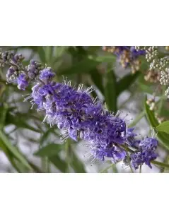 Vitex Agnus castus