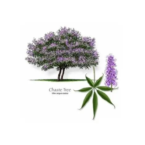 Vitex Agnus castus