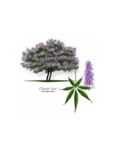 Vitex Agnus castus