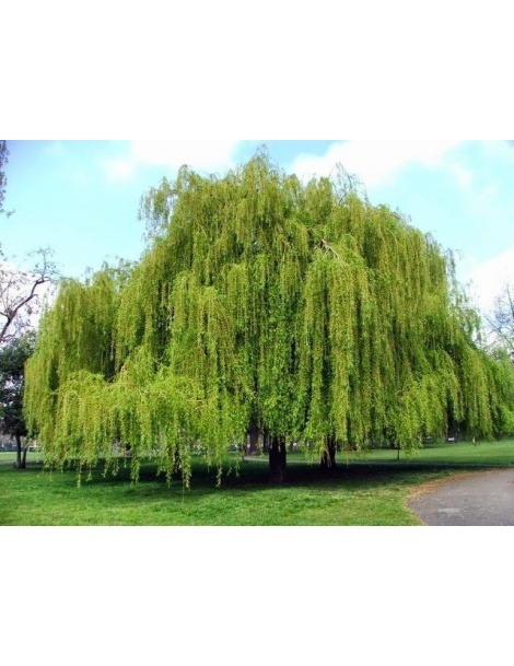 White Willow bark - Salix alba