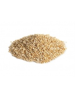 Quinoa-Samen