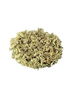Chá de Salva - Salvia officinalis