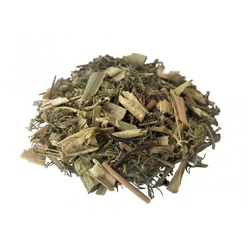 Un tè dalla pianta di Finocchio Foeniculum vulgare