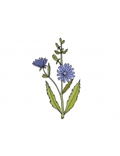 Chicory plant (Cichorium intybus L.)