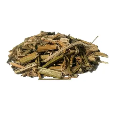 Wormseed - Chenopodium ambrosioides - Jesuit's tea or Mexican-tea