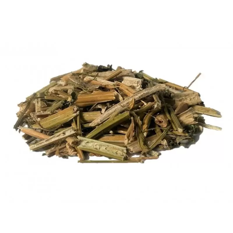 Wormseed - Chenopodium ambrosioides - Jesuit's tea or Mexican-tea