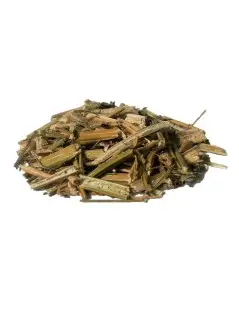 Wormseed - Chenopodium ambrosioides - Jesuit's tea or Mexican-tea