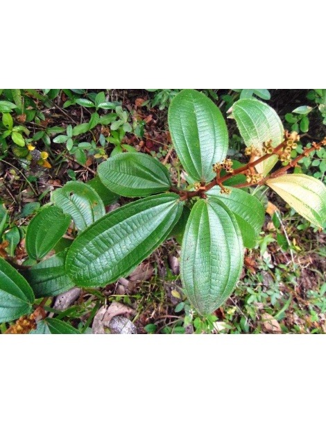 Canela de Velho, pflanze (Miconia albicans)