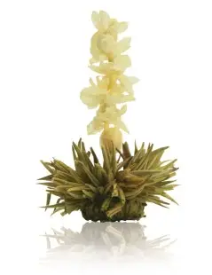 Caixa de Madeira com 12 Flores de Chá