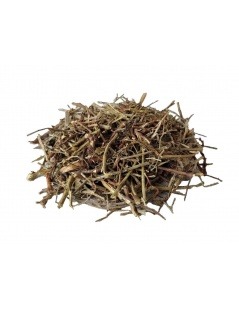 Chá de Quebra Pedra (Phyllanthus niruri)