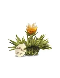 Tealini Box with 8 Blooming Teas