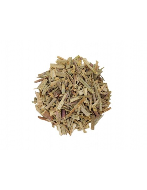 Chá de Chicória - Cichorium intybus