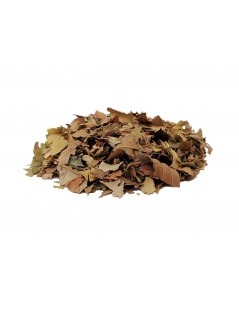 Chá de Goiabeira (Psidium guajava Linné)