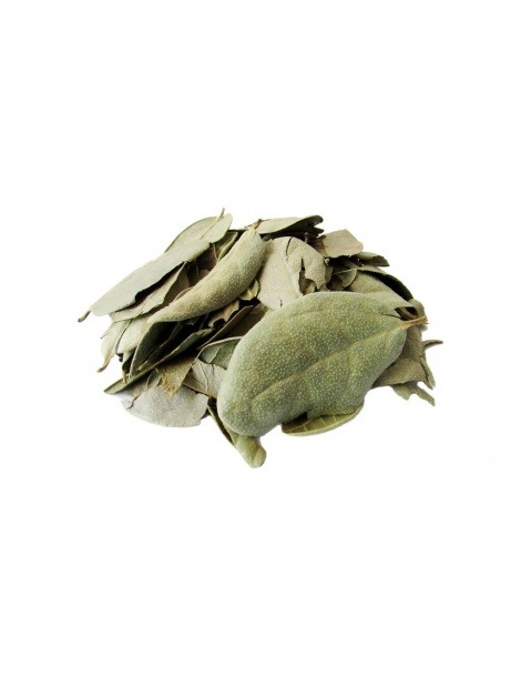 Boldo Herbal Tea leaves (Peumus Boldus)