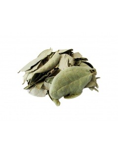 Boldo du Chili, feuilles (Peumus Boldus)
