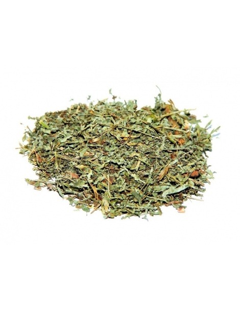 Chá de Losna ou Chá de Absinto (Artemisia absinthium L.)