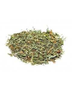 Ajenjos, Planta (Artemisia absinthium L.).