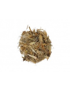 Artichaut, Plante (Cynara scolymus)