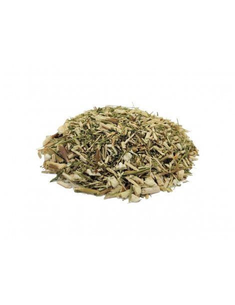 Artemisia annua, Planta