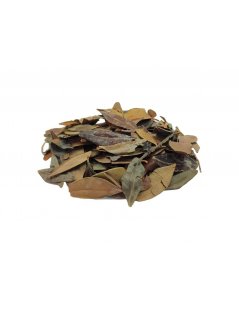 Aroeira Mastic Herbal Tea (Pistacia lentiscus L.)