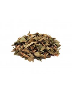 Chá de Hipericão do Gerês, Planta (Hypericum androsaemum)