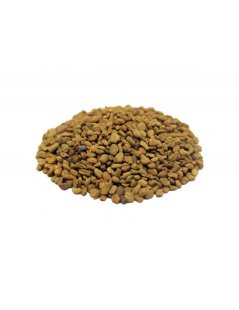 Chá de Feno-grego sementes - Alforva - Trigonella foenum-graecum L.