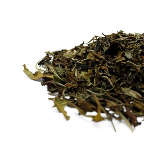 Chá Branco Pai Mu Tan - Camellia sinensis