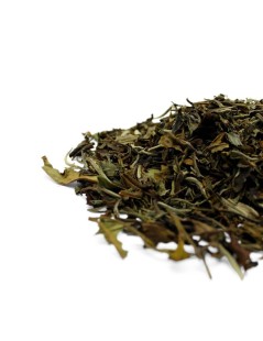 Tè bianco Pai Mu Tan - Camellia sinensis