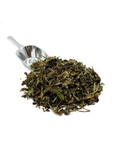 Chá Branco Pai Mu Tan - Camellia sinensis