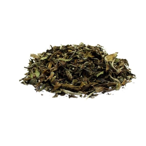 Chá Branco Pai Mu Tan - Camellia sinensis