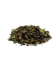 Chá Branco Pai Mu Tan - Camellia sinensis