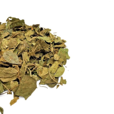 Té de hojas de Gymnema |  Gymnema sylvestris | Diabetes | Acción antioxidante