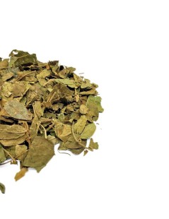 Té de hojas de Gymnema |  Gymnema sylvestris | Diabetes | Acción antioxidante