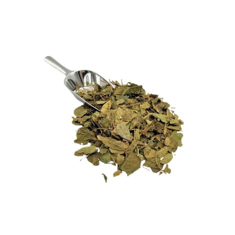 Té de hojas de Gymnema |  Gymnema sylvestris | Diabetes | Acción antioxidante