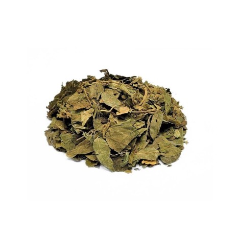 Té de hojas de Gymnema |  Gymnema sylvestris | Diabetes | Acción antioxidante