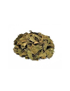 Té de hojas de Gymnema |  Gymnema sylvestris | Diabetes | Acción antioxidante