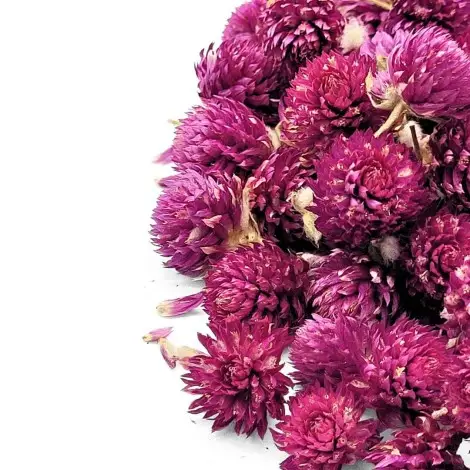 Globe Amaranth Tea (Gomphrena globosa)