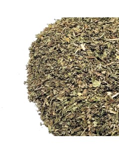 Grüne Minze (Mentha spicata)