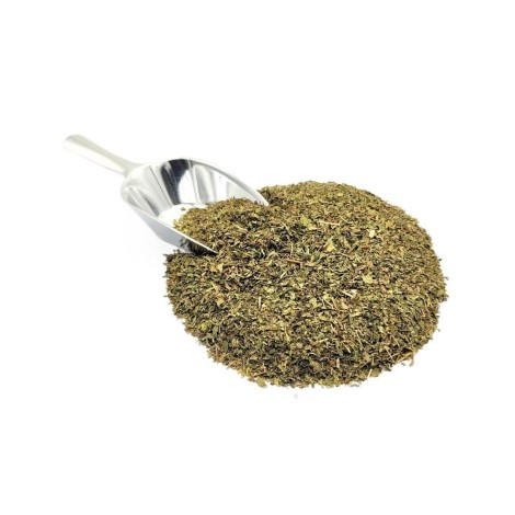 Grüne Minze (Mentha spicata)