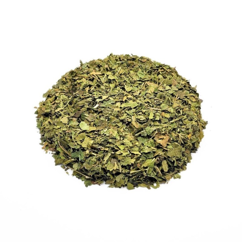 Mûrier, Feuilles (Morus nigra L.)