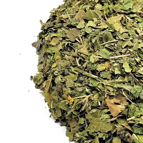 Mûrier, Feuilles (Morus nigra L.)