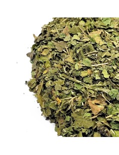 Mûrier, Feuilles (Morus nigra L.)