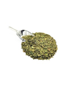 Mûrier, Feuilles (Morus nigra L.)