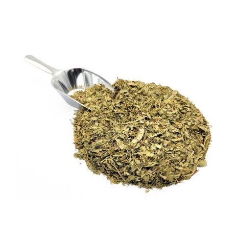 Lúcia-lima, Folhas (Aloysia citrodora) - Premium