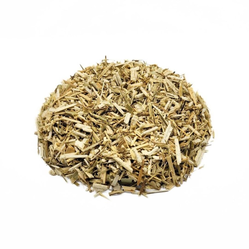 Hinojo en planta (Foeniculum vulgare)