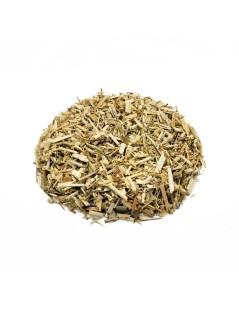 Hinojo en planta (Foeniculum vulgare)