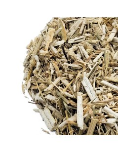 Un tè dalla pianta di Finocchio Foeniculum vulgare