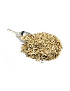 Un tè dalla pianta di Finocchio Foeniculum vulgare