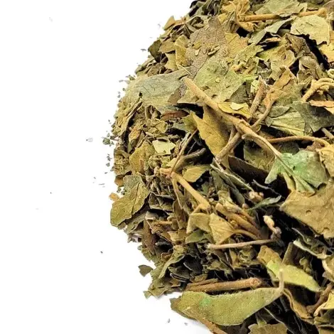 Gimnema Sylvestre, Folhas ( Gymnema sylvestris)